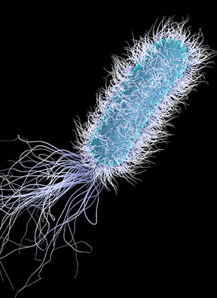 La legionella al microscopio